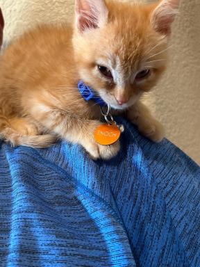 cat tabby playing outside